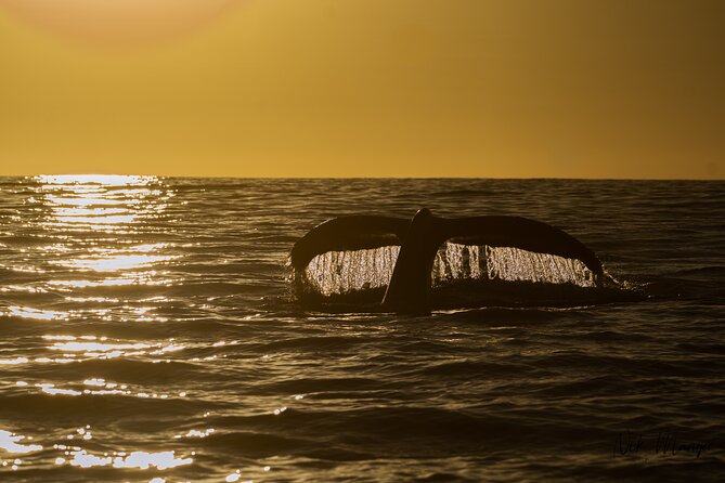 Sunset Whale Watching in Cabo San Lucas - Meet the Guides: Experts in Marine Wildlife