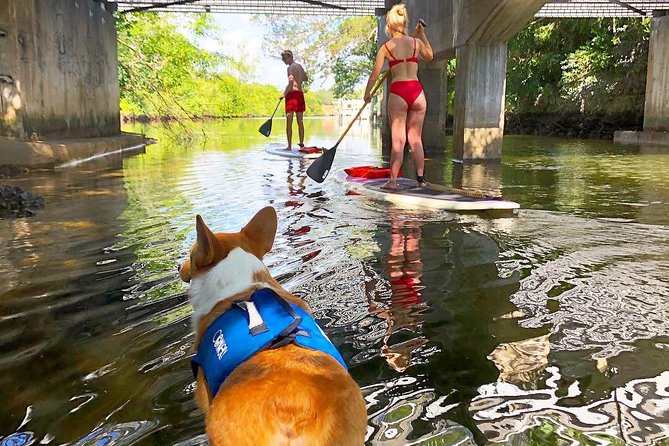 SUP PUP Paddleboard Tour - Guided by Natasha and the Charismatic Mr. Beaches