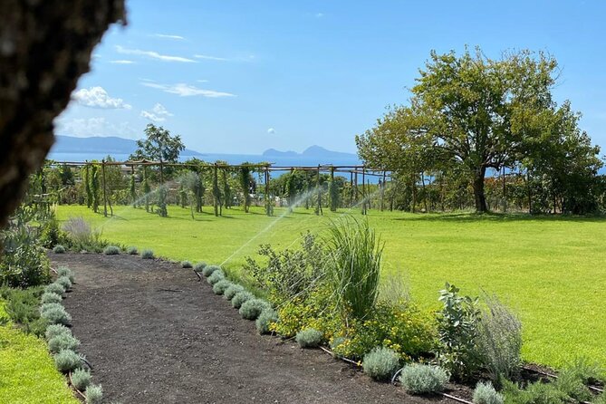 Superior Wine Tasting with Lunch on the slopes of Mt. Vesuvius - Tasting Six Volcanic Wines: Reds and Whites