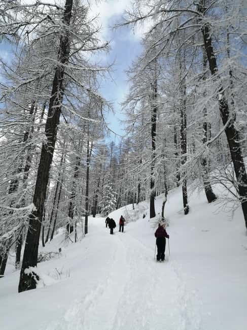 Susa Valley at dawn: snowshoeing in nature and silence - Exploring snow-covered fir and larch forests