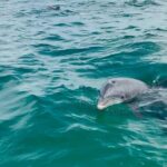 Swim with Dolphins And Snorkeling Group Tour - The Small Group Experience and Boat Capacity