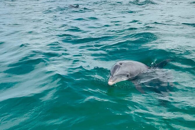 Swim with Dolphins And Snorkeling Group Tour - The Small Group Experience and Boat Capacity