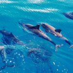 Swim with Dolphins on the West Coast of Oahu - What’s Included in the Tour Experience