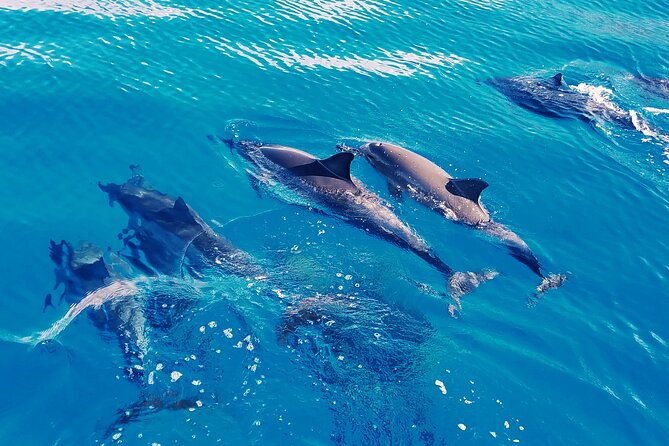 Swim with Dolphins on the West Coast of Oahu - What’s Included in the Tour Experience
