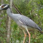 Swim with Manatees: Eco-Educational Tour in Crystal River - Meeting Point at Crystal River Watersports
