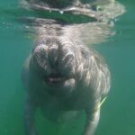 Swim With Manatees-Private Tour with In Water Guide/Photographer - Crystal River’s Manatee Habitat and Scenic Setting
