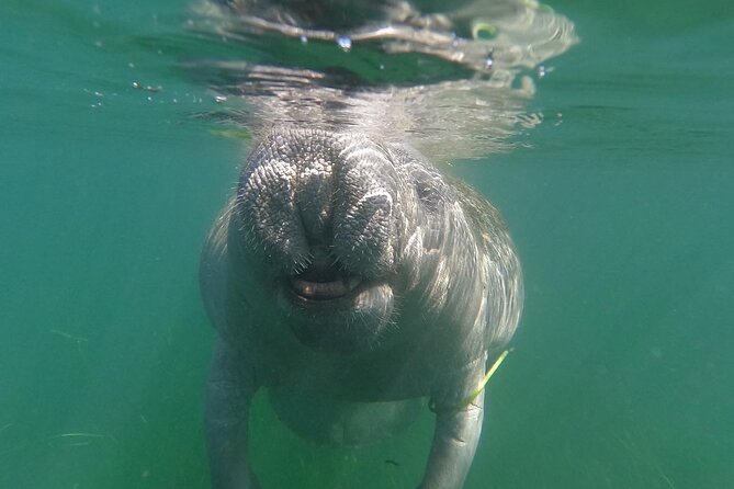 Swim With Manatees-Private Tour with In Water Guide/Photographer - Crystal River’s Manatee Habitat and Scenic Setting