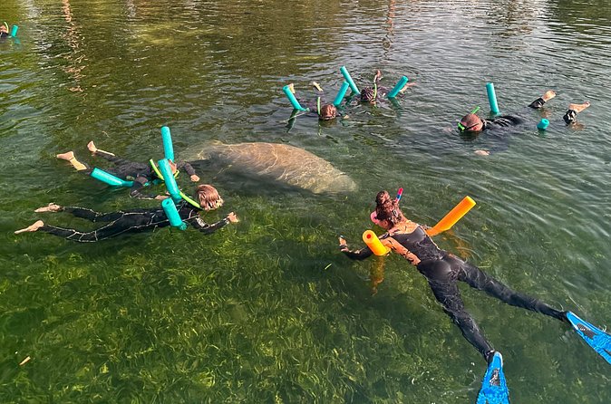 Swim with Manatees Private Tour - The Highlights of the Manatee Encounter in Crystal River