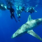 Swim with Sharks Cage-Free from Oahu - What You See During the Shark Swim