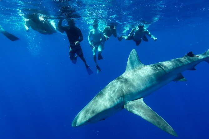 Swim with Sharks Cage-Free from Oahu - What You See During the Shark Swim