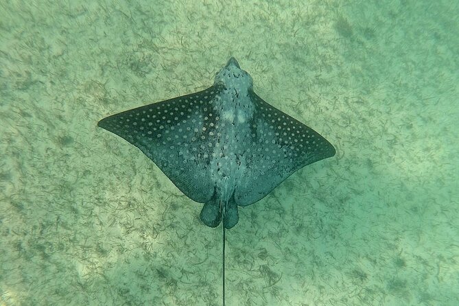 Swim with Turtles in Akumal + GoPro Photo Session - Snorkeling Equipment and Safety Measures