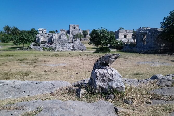 Swim with turtles + snorkelling + archaeological zone of Tulúm + cenote - Snorkeling and Swimming with Sea Turtles at Centro Ecologico Akumal