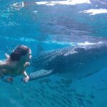 Swim with Whale Shark - The Excursion to Whale Shark Hotspots Near Cancun Islands