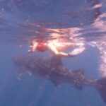 Swim with Whale Shark from Isla Mujeres and Cancun - Starting Point and Easy Access in Isla Mujeres