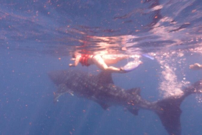 Swim with Whale Shark from Isla Mujeres and Cancun - Starting Point and Easy Access in Isla Mujeres