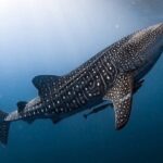 Swim with Whale Shark from La Paz - The Marine Environment Surrounding La Paz