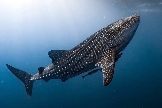 Swim with Whale Shark from La Paz - The Marine Environment Surrounding La Paz