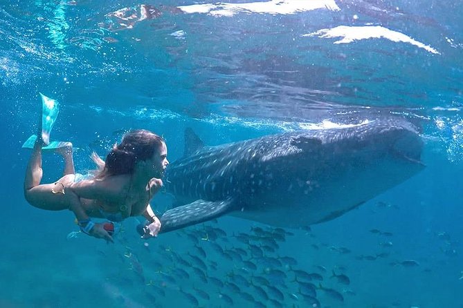 Swim with Whale Shark - The Excursion to Whale Shark Hotspots Near Cancun Islands