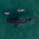 Swim with Whale Sharks in La Paz - Navigating the Whale Shark Habitat at El Mogote