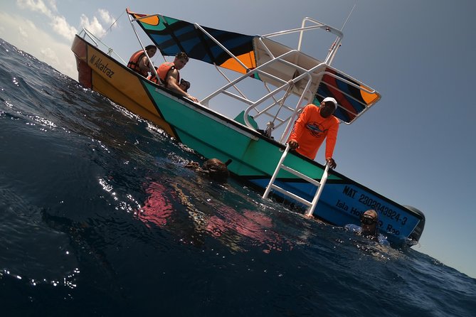 Swim with whale sharks on a private tour - The Scenic Journey to Whale Sharks: From Yum Balam Reserve