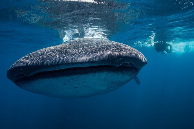 Swimming Expedition Whale Shark Departures from Cancun - The Location: Cancun and Isla Contoy’s Marine Riches