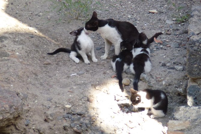 Syracuse's Archaeological Park Private Walking Tour - The Highlights of Syracuse’s Top Ancient Ruins