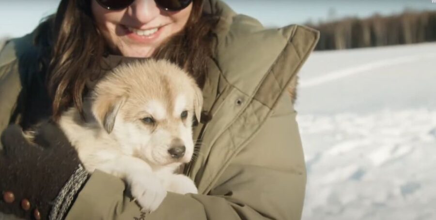Talkeetna: Alaskan Winter Dog Sledding Experience - Meeting Point and Shuttle Service in Talkeetna