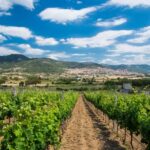 Taste Gallura: Try our products and discover our winery. - Visiting Giogantinu Winery in Sardinia