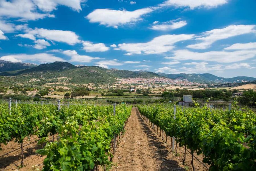 Taste Gallura: Try our products and discover our winery. - Visiting Giogantinu Winery in Sardinia