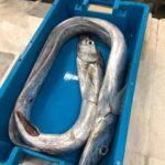 Taste of Setubal: Market Visit and Wine Tastings - Discovering the Vibrant Sesimbra Market in Setúbal