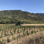 tasting wines in the vineyards with hotel pickup hotel - Exploring the Vineyards in the Montsant and Les Gritelles Valleys