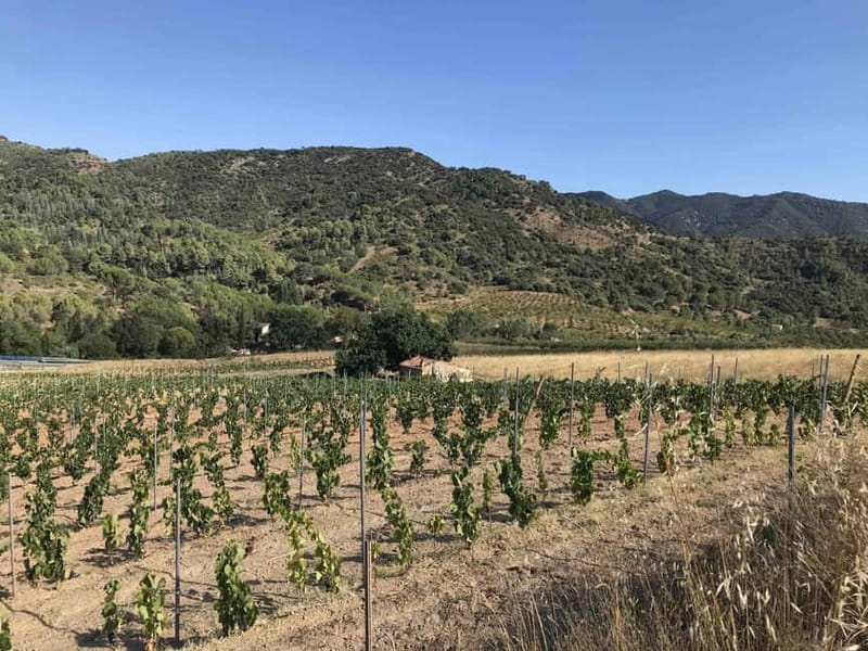 tasting wines in the vineyards with hotel pickup hotel - Exploring the Vineyards in the Montsant and Les Gritelles Valleys