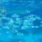 Tavolara and Molara Snorkeling with Guide - Swimming in the Natural Pools of Molara