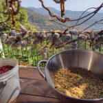 Taxco: Organic Coffee Garden Experience - How the Coffee Garden Changes with the Seasons