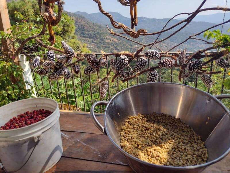 Taxco: Organic Coffee Garden Experience - How the Coffee Garden Changes with the Seasons