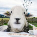 Tea with Naughty Sheep - Feeding and Playing with Herdwick Sheep