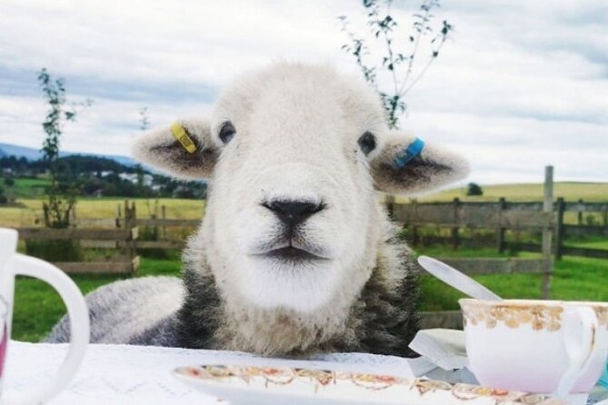 Tea with Naughty Sheep - Feeding and Playing with Herdwick Sheep