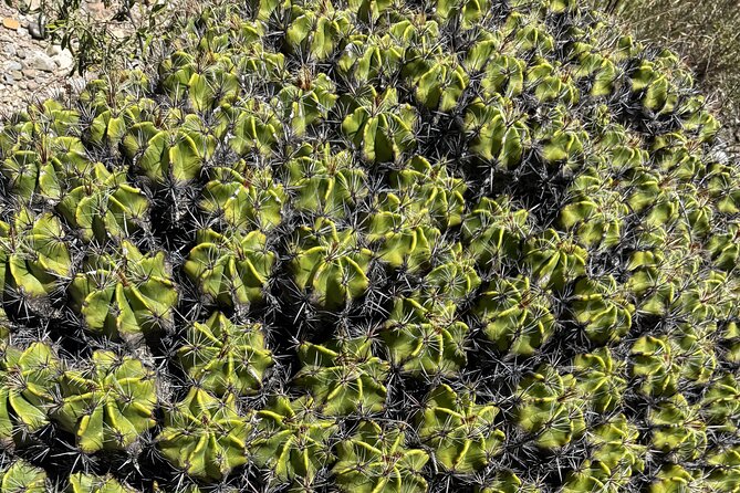 Tehucan Day Tour and Biosphere Reserve - Visiting the Botanic Garden Comunitario Dra Helia Bravo Hollis