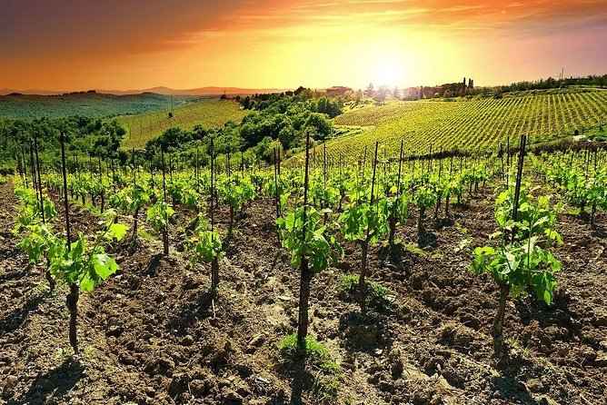 Temecula Wine Country Tour from San Diego - Starting Point: Convenient Pickup in San Diego