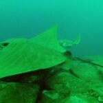 Tenerife: 2 Diving Sessions for Certified Divers - From Hotel Pickup to Underwater Exploration