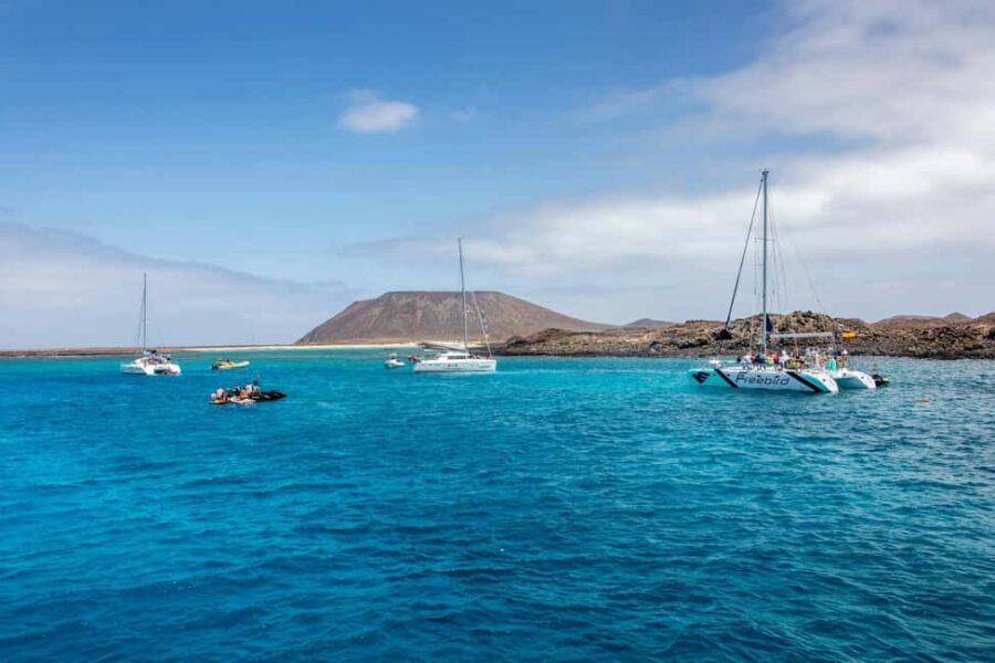 Tenerife: Adults-Only Whale & Dolphin Catamaran Cruise - Starting Point at Porto Colon Harbor and Transfer Options