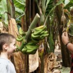 Tenerife: Finca Las Margaritas Banana Plantation Experience - Starting Point and Accessibility in Tenerife