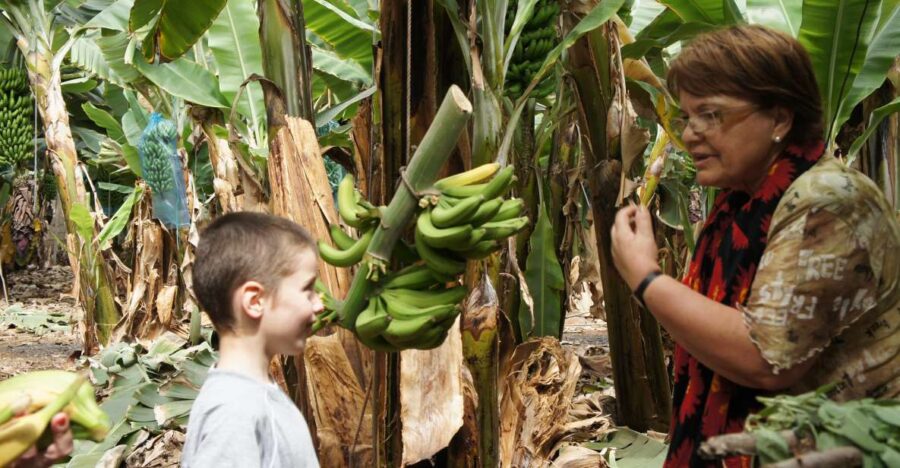 Tenerife: Finca Las Margaritas Banana Plantation Experience - Starting Point and Accessibility in Tenerife