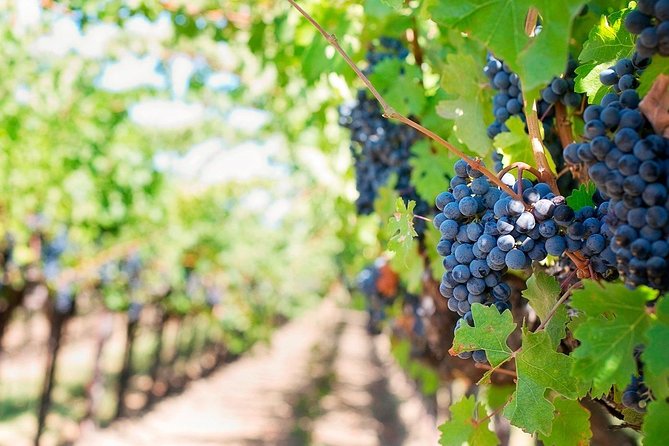 Tenerife Gastronomy Tour with Two Winery Visits and 4-Course Lunch - Wine Tasting at Casa del Vino and Bodegas Monje