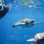 Tenerife: Guided Snorkeling Tour Incl. Gear - Exploring Tenerife’s Underwater World with Expert Guides