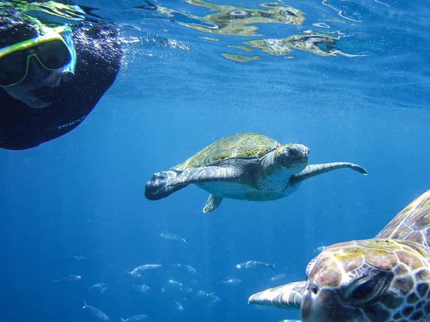 Tenerife: Guided Snorkeling Tour Incl. Gear - Exploring Tenerife’s Underwater World with Expert Guides