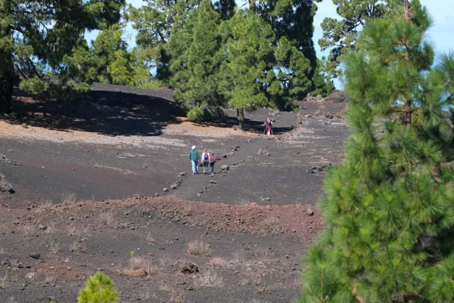 Tenerife: Hiking among volcanoes in the Chinyero Nature Reserve - Starting Point and Transport to the Volcano Trails