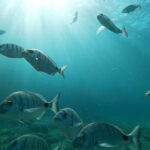 Tenerife: Palm-Mar Double Kayak Rental with Snorkel Gear - Starting Point at Easy Kayak Tenerife S.L. on Playa La Arenita