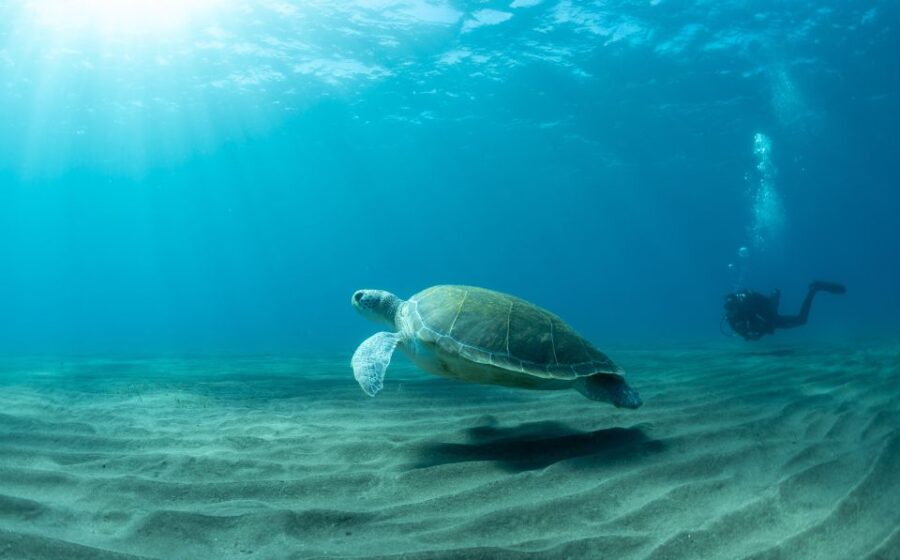 Tenerife: Scuba Diving Lesson and Abades Protected Area Dive - Meeting Your Guide at the Meeting Point in Tenerife