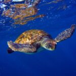 Tenerife: Snorkel with Turtles - Scenic boat ride through Malpais de Rasca